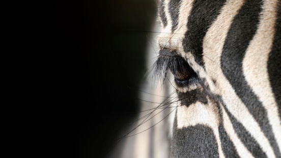 Head of Zebra photo in black and white over black background.