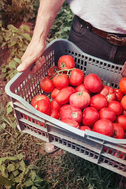 istock Farmer with basket of fresh tomatoes 170103408