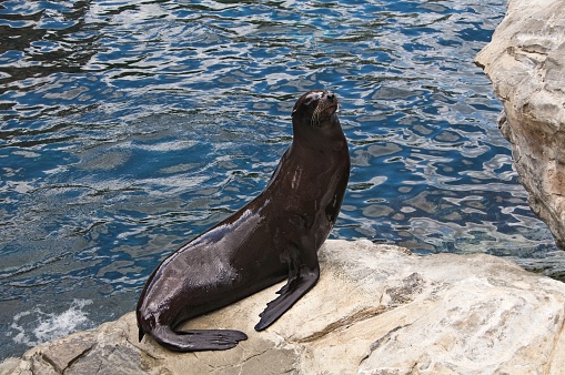 Sea seals lie on Pier 39 in San Francisco in sunny weather, USA. High quality photo