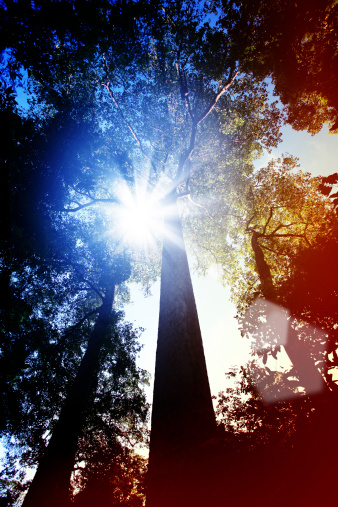 Forest trees under the sun.