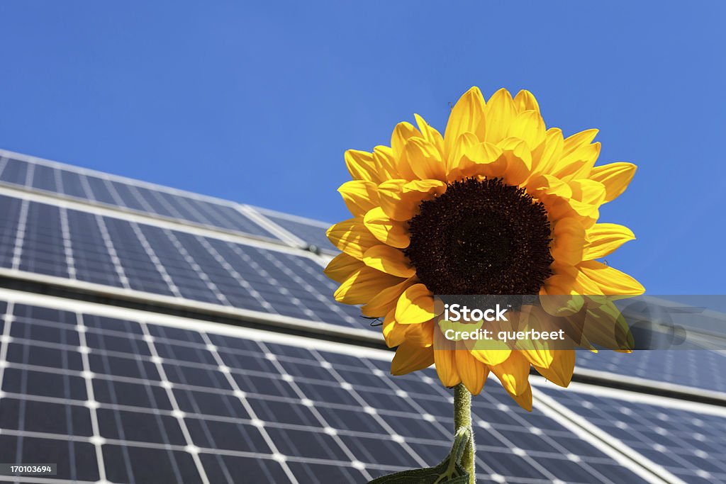 Solar Panel mit Sonnenblume - Lizenzfrei Sonnenkollektor Stock-Foto