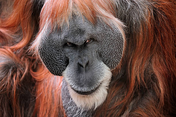 orangutan close-up of an orangutan with angry face angry monkey stock pictures, royalty-free photos & images