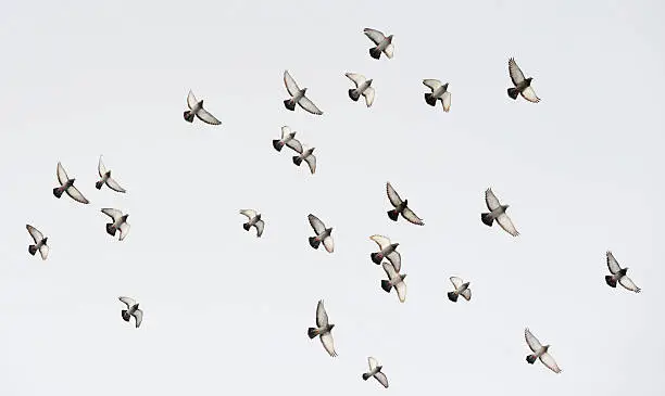 Photo of Flock of doves