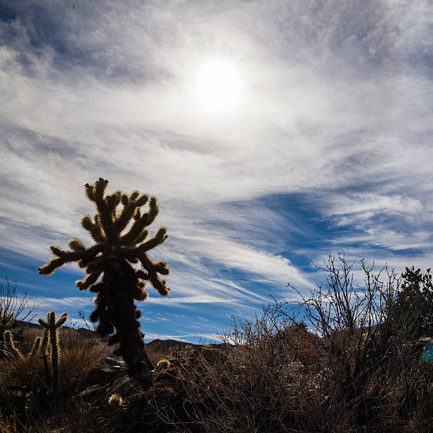 Anza-Borrego sesert wilderness national park, California, USA - one of bigger and famous desert nature and wildlife reserve areas in the USA. Part of the Mojave desert.