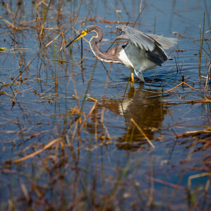 Tricolored Heron, also known as Louisiana Heron (Egretta tricolor)  fishing in Everglades National Park, USA, Florida