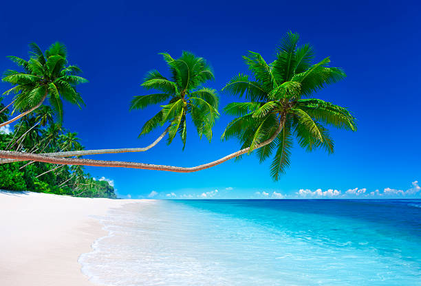 istock Tropical beach with baby blue weather and coconut trees 170105703