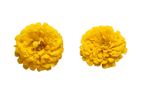 Flower head of zinnia isolated on a white background.