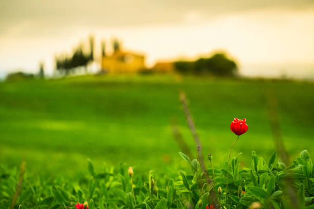 Tuscan hills