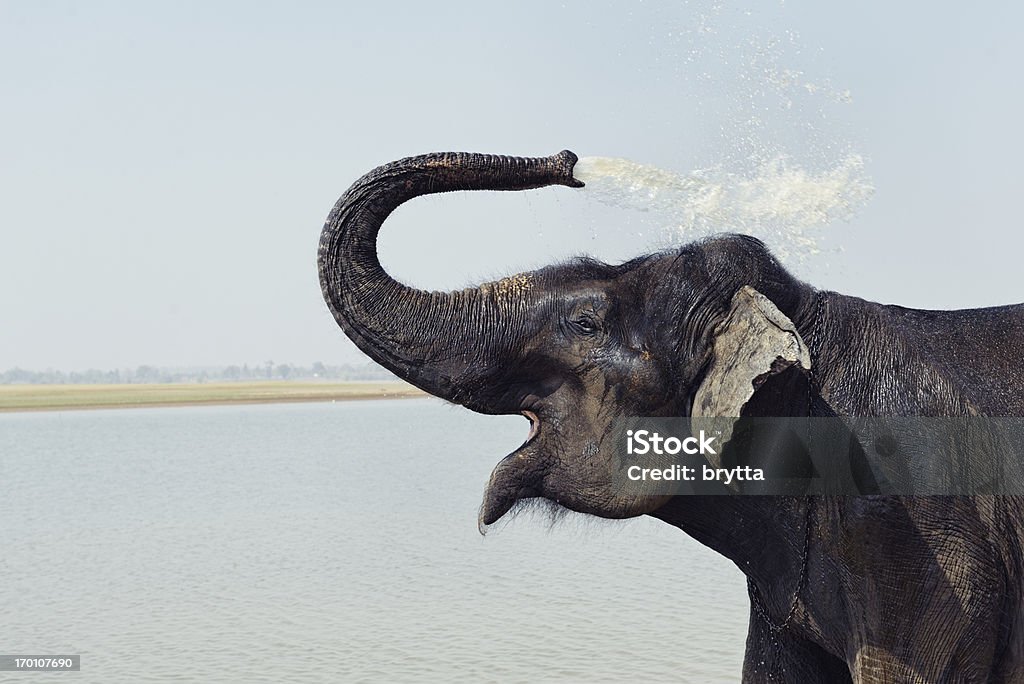 Elefante indio tomando un baño en Karnataka, India - Foto de stock de Elefante libre de derechos