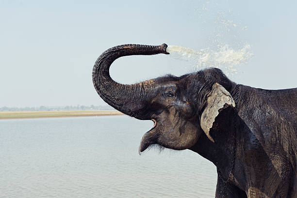 Indian elephant taking a bath in Karnataka,India Indian elephant standing in the lake and splashing water over his   back,Karnataka,India. animal lips photos stock pictures, royalty-free photos & images
