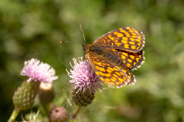 Outdoor non-urban scene reperenting an insect pollinating a flower in a garden