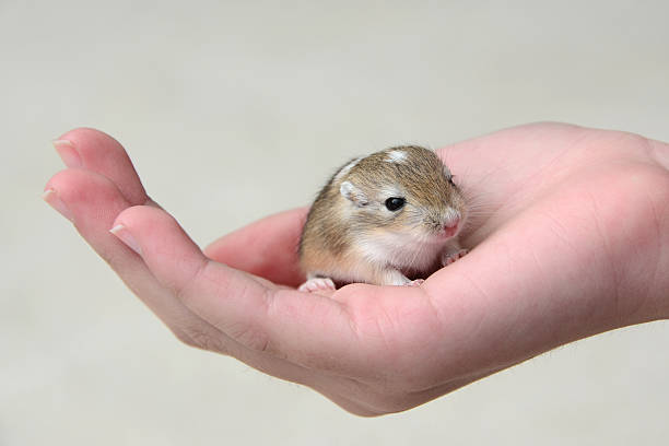 A 9-year-old Asian girl is playing with a hamster on the grass. Children all like mini and cute little hamsters. They have become popular pets in recent years.