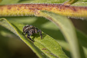 Bold jumping spider, (Phidippus audax), Slinging jumping spider, Araneomorphae.
