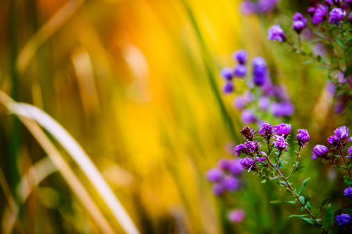 Beautiful wild flowers with natural bokeh background