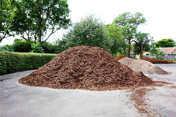 casca de pinho mulch - humus soil - fotografias e filmes do acervo