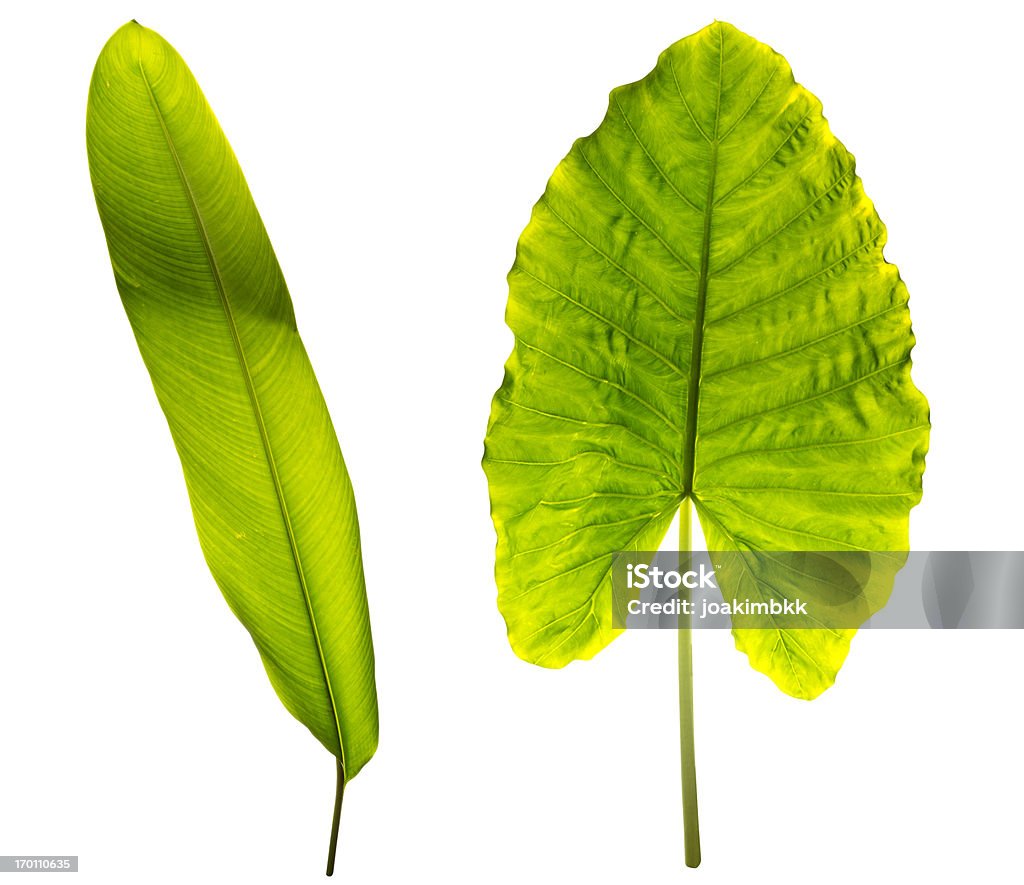 Tropical leaves isolated on white with clipping path Two tropical leaves isolated on white, back lit and with a clipping path included. Banana Leaf Stock Photo