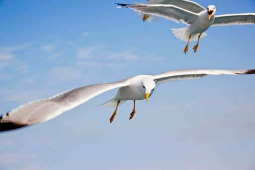 Seagulls flying with a blue sky in background.