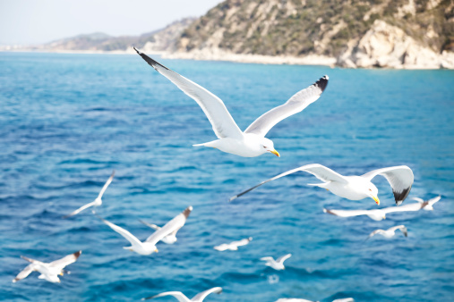 Seagulls flying over the Mediterranean Sea. Mount Athos in background.