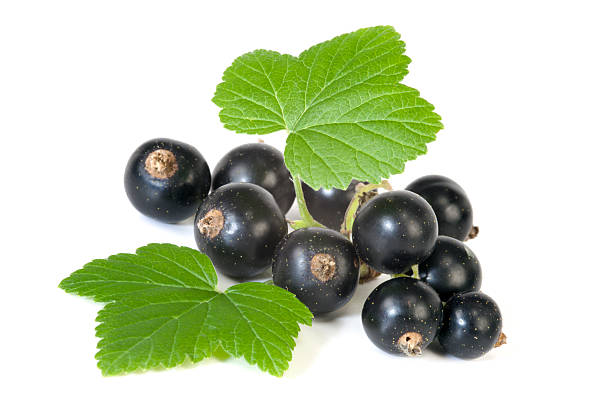 kuvapankkikuvat ja rojaltivapaat kuvat aiheesta mustaherukka - black currant