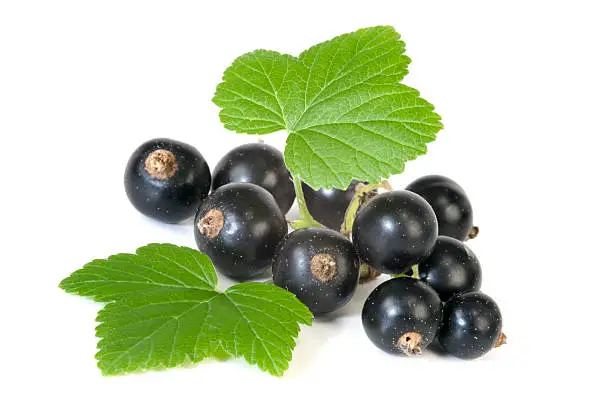 Ripe black currant isolated on white background.