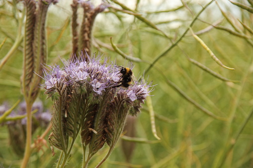 Bumble on blue Phacelia flower on margin of agriculture field with oilseed rape seed pods in background