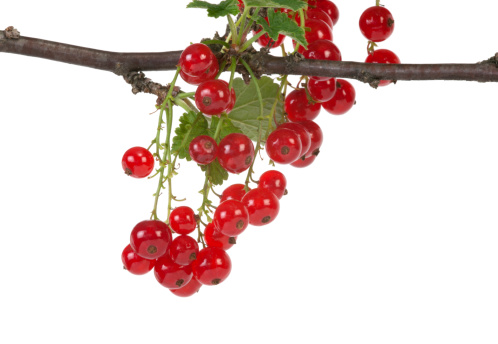 Branch of ripe red currant on white background.