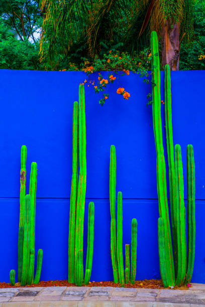 istock Red tuna and green cactus with blue sky 1701115285