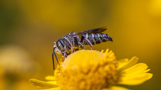 Sharp-tailed Leafcutter Bee, Coelioxys, Megachilidae, Célioxes.