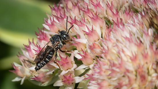 A sharp-tailed Leafcutter Bee, Coelioxys, gathers pollen from a  flower in autumn in the Laurentian forest.