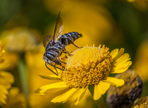 A sharp-tailed Leafcutter Bee, Coelioxys, gathers pollen from a  flower in autumn in the Laurentian forest.