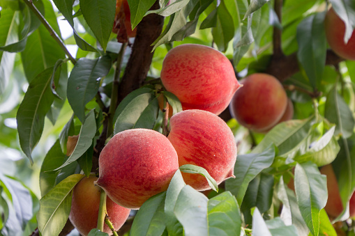 A small grouping of red peaches are growing on a tree. There are green leaves surrounding the peaches.