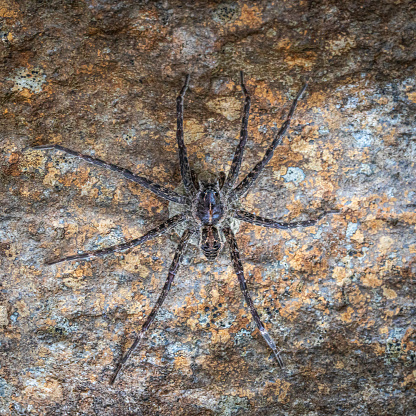 A Striped Fishing Spider wait for a prey in his natural environment along a river.