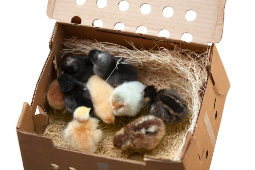 These newborn chicks arrived at the post office in this box with holes punched in it, cheeping their hearts out. Pictured are 9 different breeds of chickens, 3 days old in this photo. Buff Orpington, Rhode Island Red, Ameraucana, Cuckoo Marans, New Jersey Giant, Golden Laced Wyandotte, Welsummer, Naked Neck Turken, and Plymouth Barred Rock.