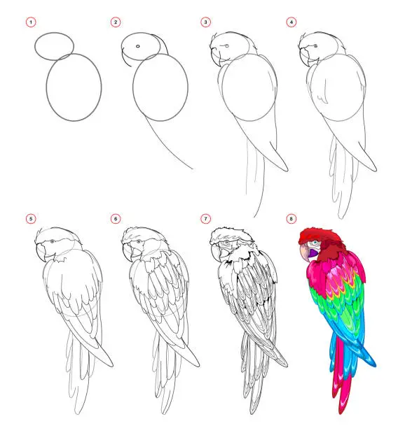 Vector illustration of How to draw cute parrot. Educational page for children. Creation step by step animal illustration. Printable worksheet for kids school exercise book. Online education. Flat vector drawing.