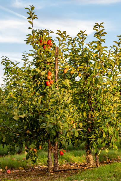 istock An apple orchard in September with fruit ready for picking on the trees 1701146555