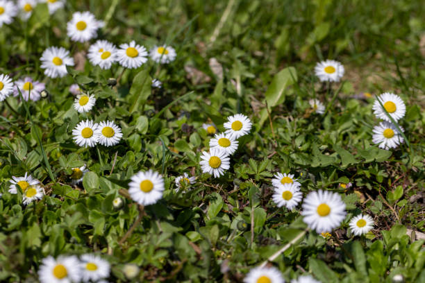 istock beautiful spring daisies in the green grass 1701147084