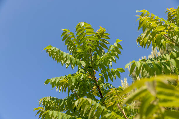 istock sumac tree with green foliage in windy weather 1701147610