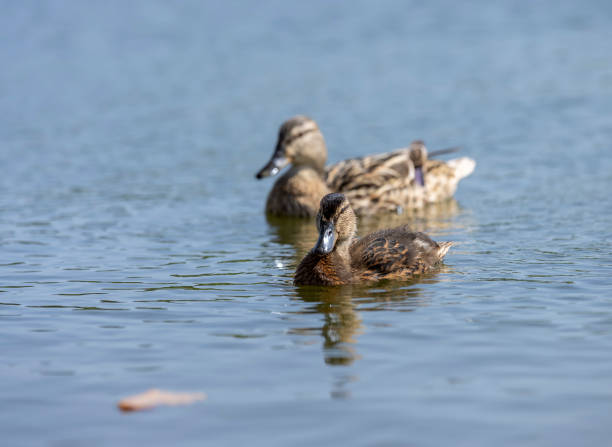istock young ducklings who have plumage instead of fluff 1701147617