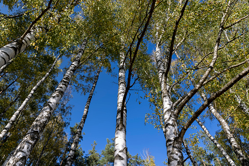 Birch forest with tall birch trees with yellow and green foliage, sunny autumn weather in a birch forest with a blue sky