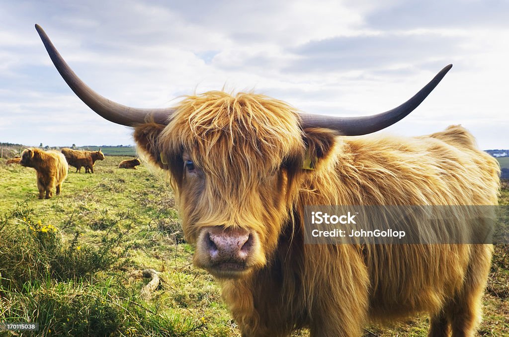 Vaca - Foto de stock de Vacuno de montaña libre de derechos