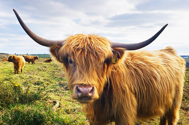 Cow Close-up of a Highland Cow highland cattle stock pictures, royalty-free photos & images