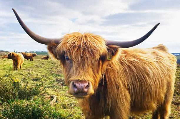 Close-up of a Highland Cow