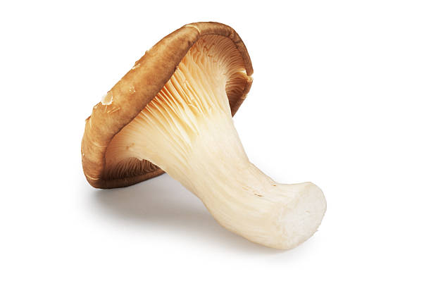 cogumelo ostra - oyster mushroom edible mushroom fungus vegetable imagens e fotografias de stock