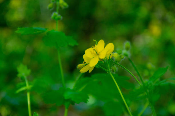 Yellow celandine flower in a forest glade with a bokeh effect. Spring landscape. Yellow celandine flower in a forest glade with a bokeh effect. Spring landscape. Medicinal herbs. ficaria verna stock pictures, royalty-free photos & images