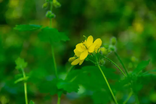Yellow celandine flower in a forest glade with a bokeh effect. Spring landscape. Medicinal herbs.
