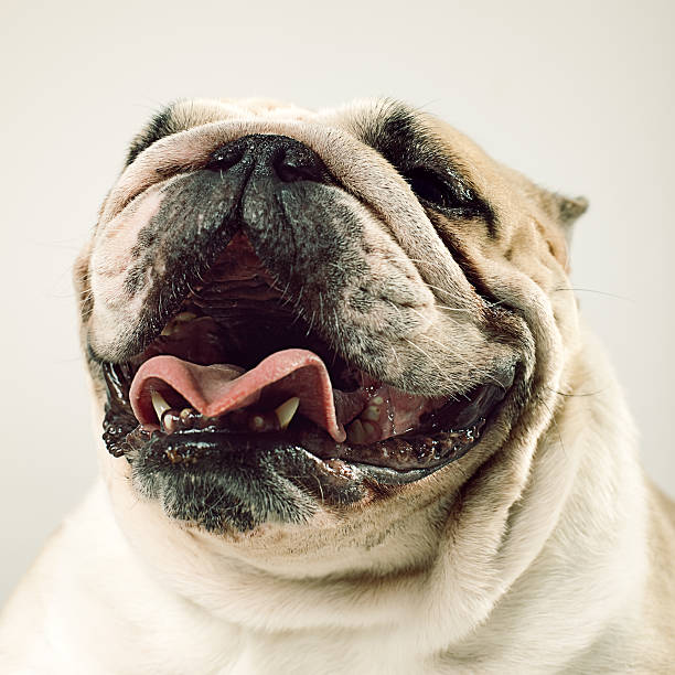 ritratto di bulldog inglese - english bulldog foto e immagini stock