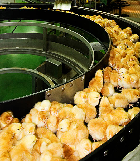 pulcino di produzione - industry chicken agriculture poultry foto e immagini stock