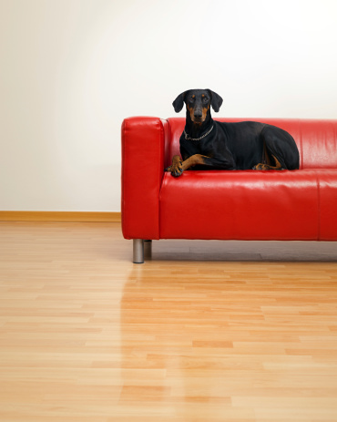 Big dobermann dog lying on a modern sofa.