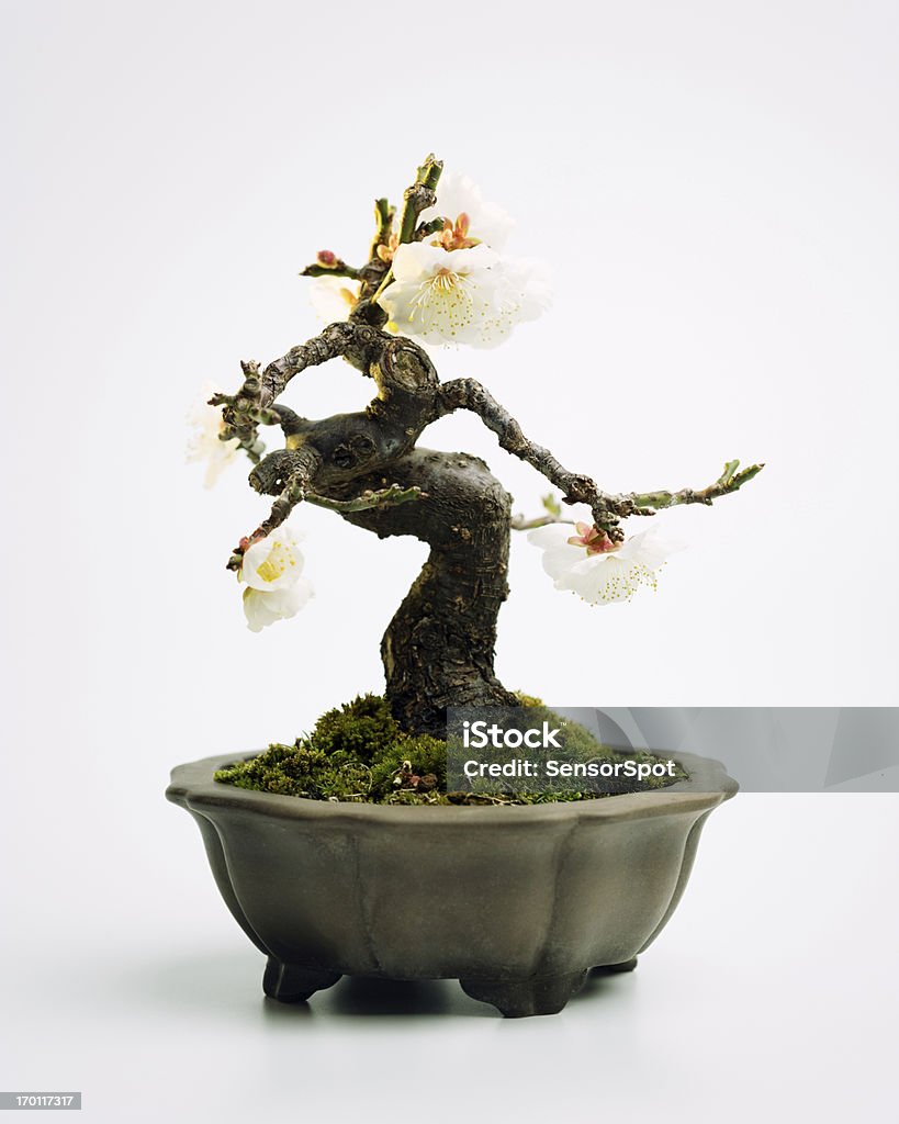 Prunus mume bonsai - Photo de Fleur - Flore libre de droits