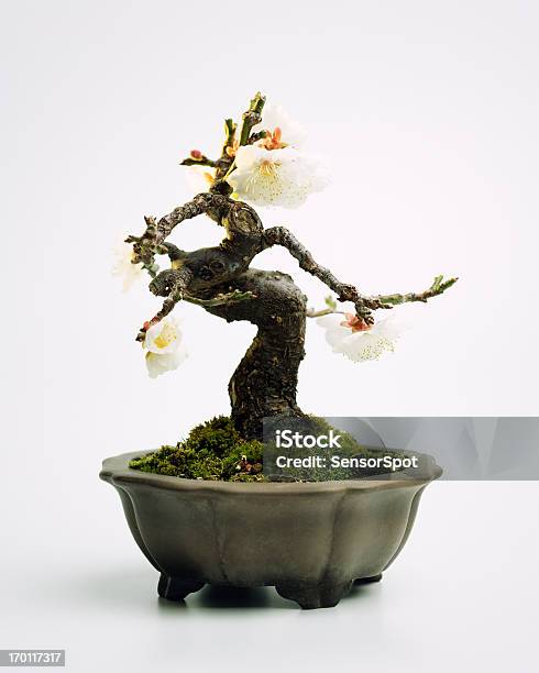 Photo libre de droit de Prunus Mume Bonsai banque d'images et plus d'images libres de droit de Fleur - Flore - Fleur - Flore, Bonsaï, Culture japonaise